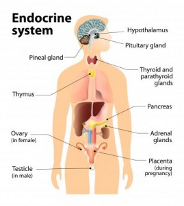 Endocrine system (photo source: epa.gov) | rashon