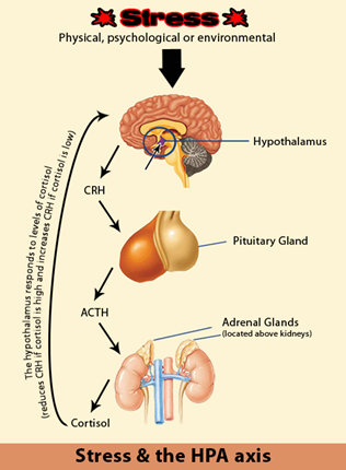 adrenal glands psychology definition