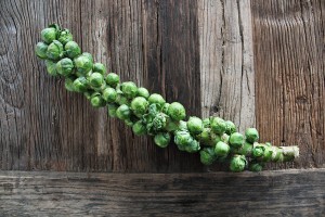 Food for Thought: Brussels Sprouts | rashon