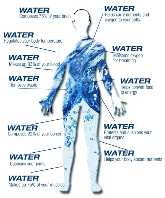 Water In The Body |rashon