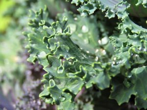 kale | rashon