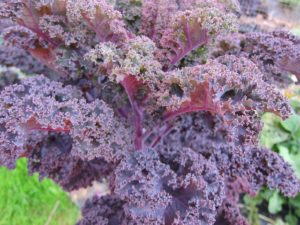 purple kale | rashon